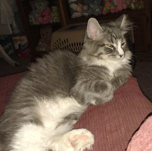 Meet your Posher, Janice